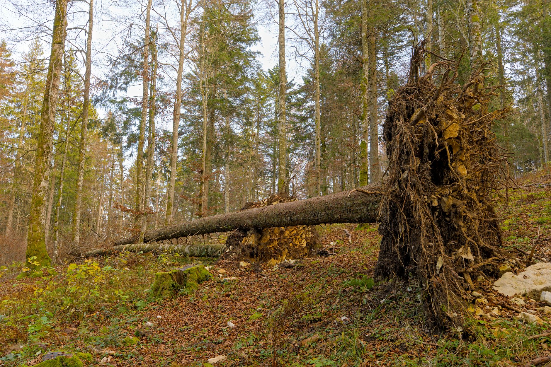 Enlèvement arbre urgence équipe à Troyes